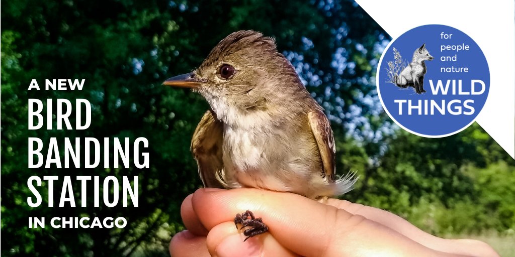 INHSillinois's tweet photo. Learn about the @chicago_birder’s bird banding station from @4letterbird &amp; Libby Keyes (@Audubon_GL) &amp; #INHS researcher @anarahlin! 

➡️ https://t.co/N0be8tcm8I

You can stream their presentation both weekends of the 2021 @WildThingsChi (Feb. 19–21, 26–28)! #ornithology https://t.co/9WzpvFQzu7