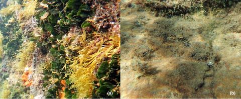 INVITED COMMENTARY | EARLY VIEW Forecasting impacts of ocean #acidification on marine communities: Utilizing volcanic CO2 vents as natural laboratories @ShawnaFoo @ProfMariaByrne 📝 free access: bit.ly/3aqUXnW