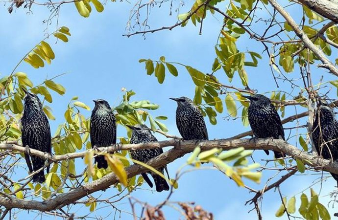 "Birbirini yiyenler bölüşemez bir dağı ;
Birbirini sevenler 
paylaşırlar bir dalı.."

La Edri