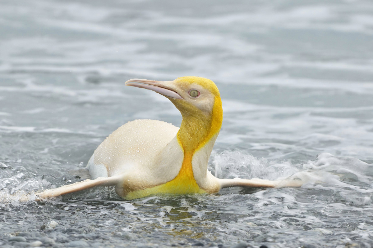 nypost's tweet image. Wildlife photographer snaps shot of &apos;never-before-seen&apos; yellow penguin trib.al/V0IFVGF