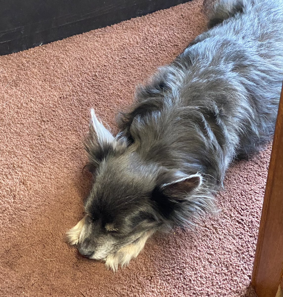 crhoads18's tweet photo. Can’t seem to wake up fully today. Already showered to try and wake up and now I’m dangerously close to giving in to a mid morning nap with Paquita. https://t.co/UhReg5AZSP