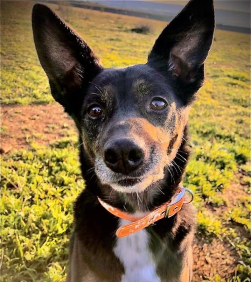 FaunaenCasa's tweet photo. Este es Brandon 🐕 un #perrete de 8 años que ha pasado sus últimos años en un chenil después de ser abandonado por la que una vez dijo ser su familia. Es muy cariñoso, tranquilo y sociable con otros peludos. #Adóptalo en @PerrosMadGuada en #Madrid +info en https://t.co/rrpds4mgPy https://t.co/R7UnuYvHRD