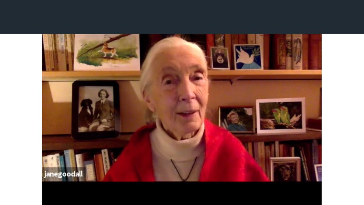What an incredibly passionate and genuine lady Jane Goodall is. She was incredibly inspiring to listen to. We’ll have to check out Roots &amp; Shoots <a href="/aebowers_rvs/">A.E. Bowers</a> for our Maker theme next year! #rvsed #PDTCA2021 <a href="/jlittlefair/">Jocelyn Littlefair</a>