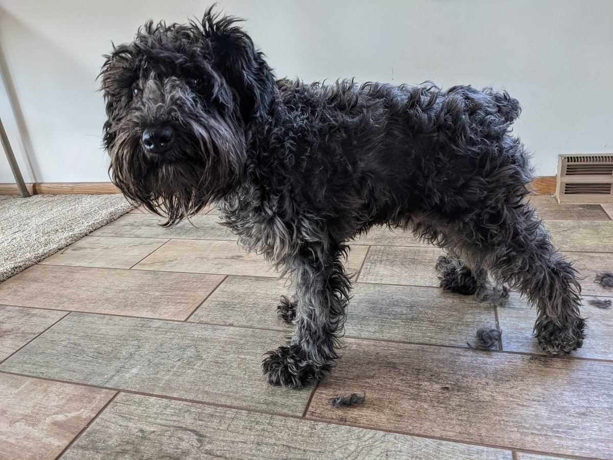 MrBilboWaggins's tweet photo. Just because it got above 0F degrees, does not mean I need a haircut! #fluffypupforlife #howamisupposedtostaywarmnow #frozenstub #doesthismeansweaterjail https://t.co/lohJPmLcGf