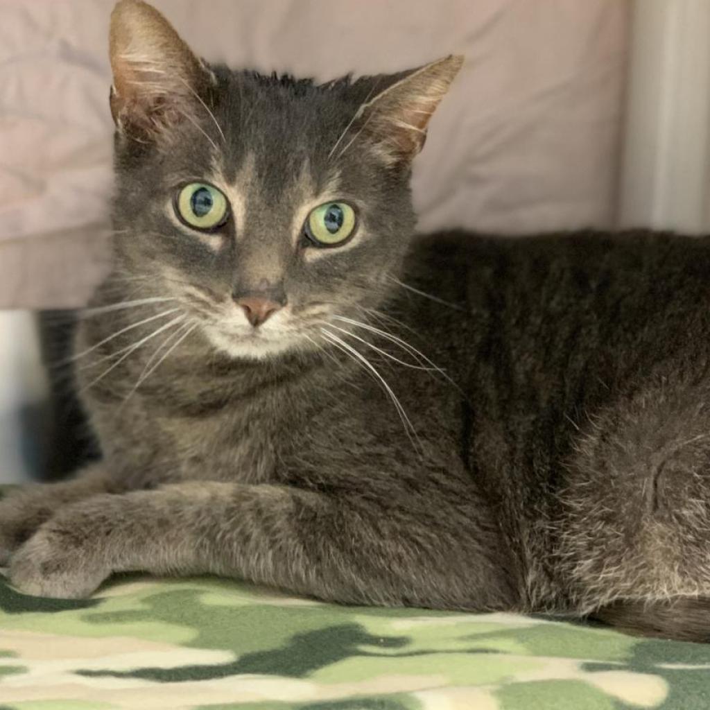 BlueRidgeHumane's tweet image. Meet Lil' Kitty! He's Mr Social Pants at the Adoption Center and we would love for him to find a home where his fun personality can shine! Apply to adopt:  t.ly/uYo6 #blueridgehumane #cats #AdoptDontShop #rescuecat #wncpets