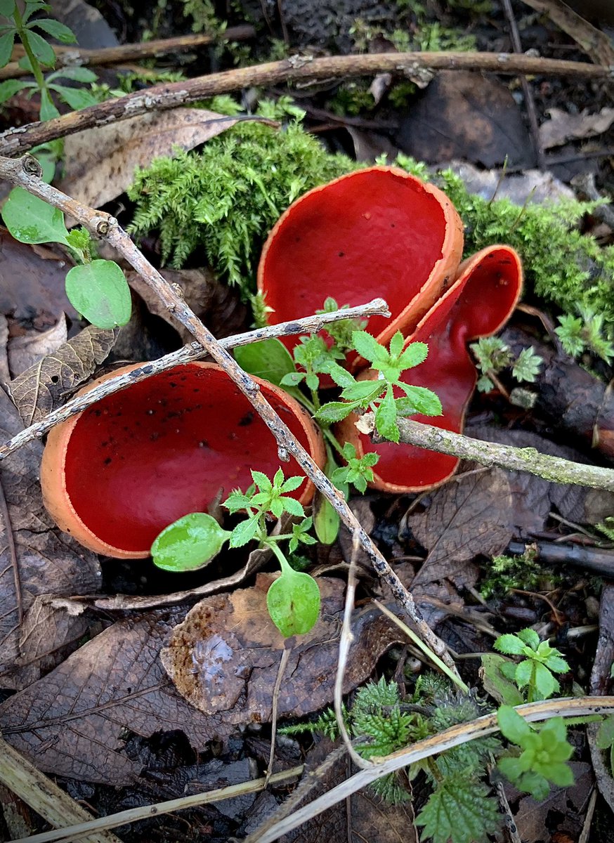 ASeasonedSoul's tweet photo. Today’s woodland walk was made by the sighting of hundreds of scarlet elf caps. Like fallen red petals, they brought a vivid sense of life and colour to the drab woodland floor on this gloomy February day. Superb stuff. #FungiFriday #fungi #scaletelfcups https://t.co/w5BkMoMnRc