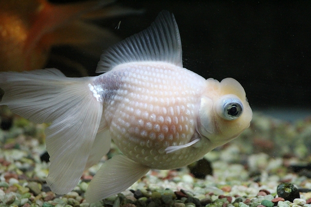 Sunchild金魚 めだか飼育 Mikotonohaha2 Twitter