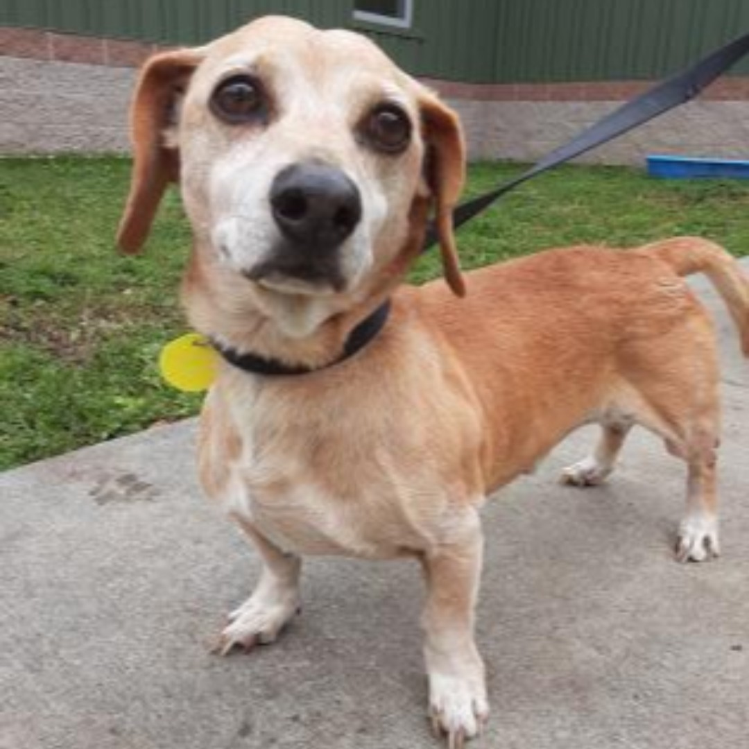 Adoptatcas's tweet photo. Looking for some PUPPY Breath? Well check out these cuties these pups will be waiting for you at Ghost Monkey Brewery Saturday at 12pm till 4pm. Don't miss these cuties! 
#CharlestonAnimalSociety 
#GhostMonkey https://t.co/Zw5J6zSDRa