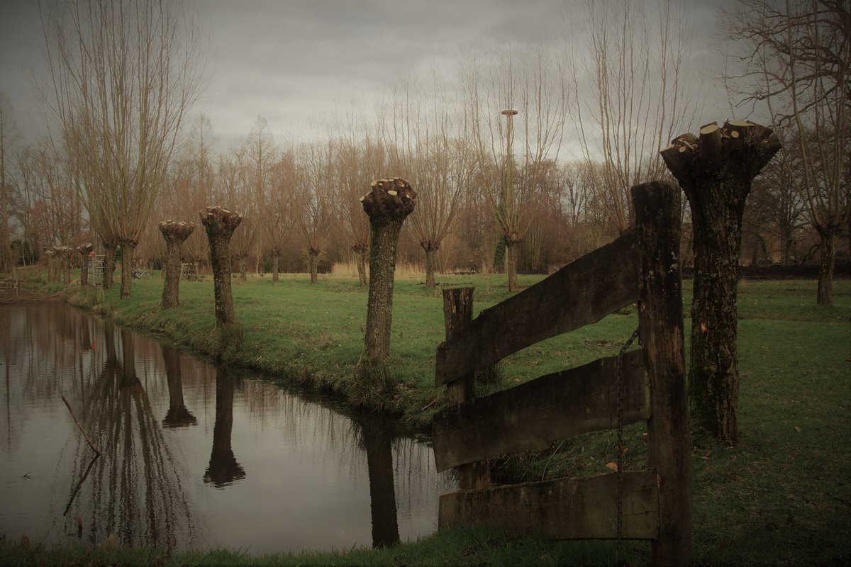 groene_long's tweet image. Geen grote groep #vrijwilligers van de stichting #degroenelongalblasserdam, maar slechts 4 bestuursleden op corona veilige afstand om onderhoud te plegen aan de #knotwilg in #parkhuistekinderdijk. #alblasserdam