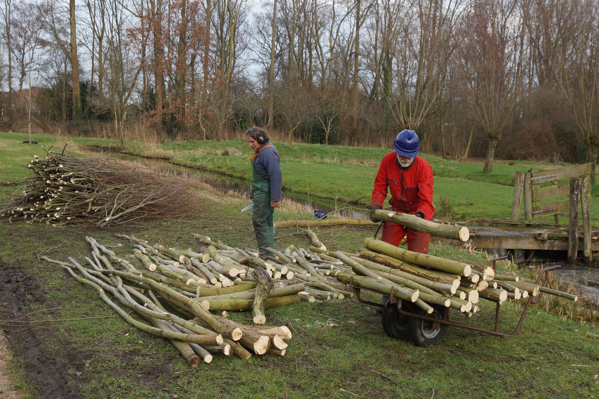 groene_long's tweet image. Geen grote groep #vrijwilligers van de stichting #degroenelongalblasserdam, maar slechts 4 bestuursleden op corona veilige afstand om onderhoud te plegen aan de #knotwilg in #parkhuistekinderdijk. #alblasserdam