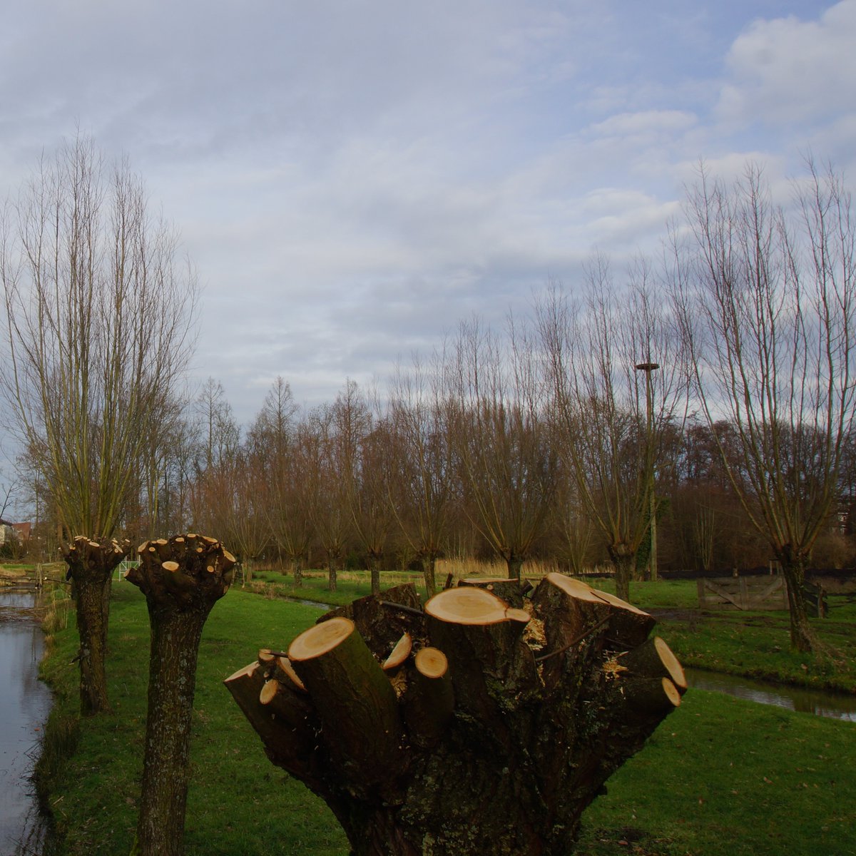 groene_long's tweet image. Geen grote groep #vrijwilligers van de stichting #degroenelongalblasserdam, maar slechts 4 bestuursleden op corona veilige afstand om onderhoud te plegen aan de #knotwilg in #parkhuistekinderdijk. #alblasserdam