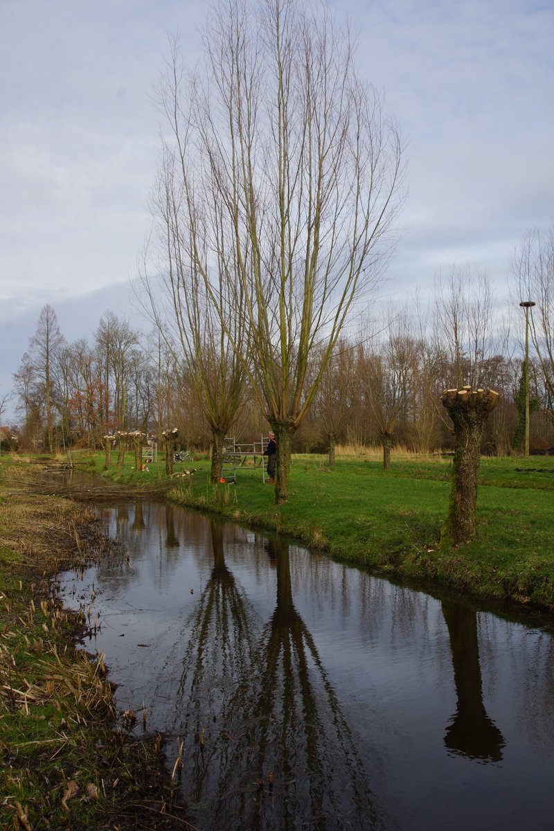 groene_long's tweet image. Geen grote groep #vrijwilligers van de stichting #degroenelongalblasserdam, maar slechts 4 bestuursleden op corona veilige afstand om onderhoud te plegen aan de #knotwilg in #parkhuistekinderdijk. #alblasserdam