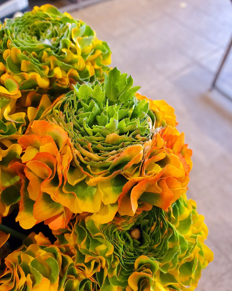 花里 春を告げる オレンジのフリル ラナンキュラス 一輪挿しに バサッと活けても素敵 １本からお買い求め頂けます 花を飾ろう 花を愛でよう 花のある暮らし 花里 逗子銀座通り 逗子花屋 Loveflowers