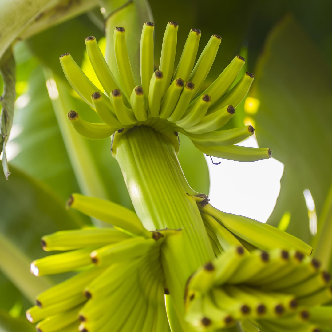OUbananas's tweet photo. In our eyes, social responsibility always takes on multiple forms - responsibility to one another, responsibility to our customers, and responsibility to the environment. https://t.co/9v1V22vA1v