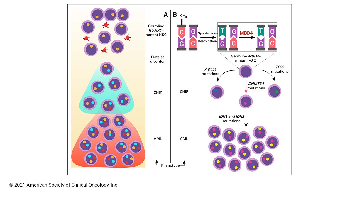 JCO_ASCO's tweet image. Inherited Susceptibility to Hematopoietic Malignancies in the Era of Precision Oncology fal.cn/3dw7L #precisiononc #JCOPO