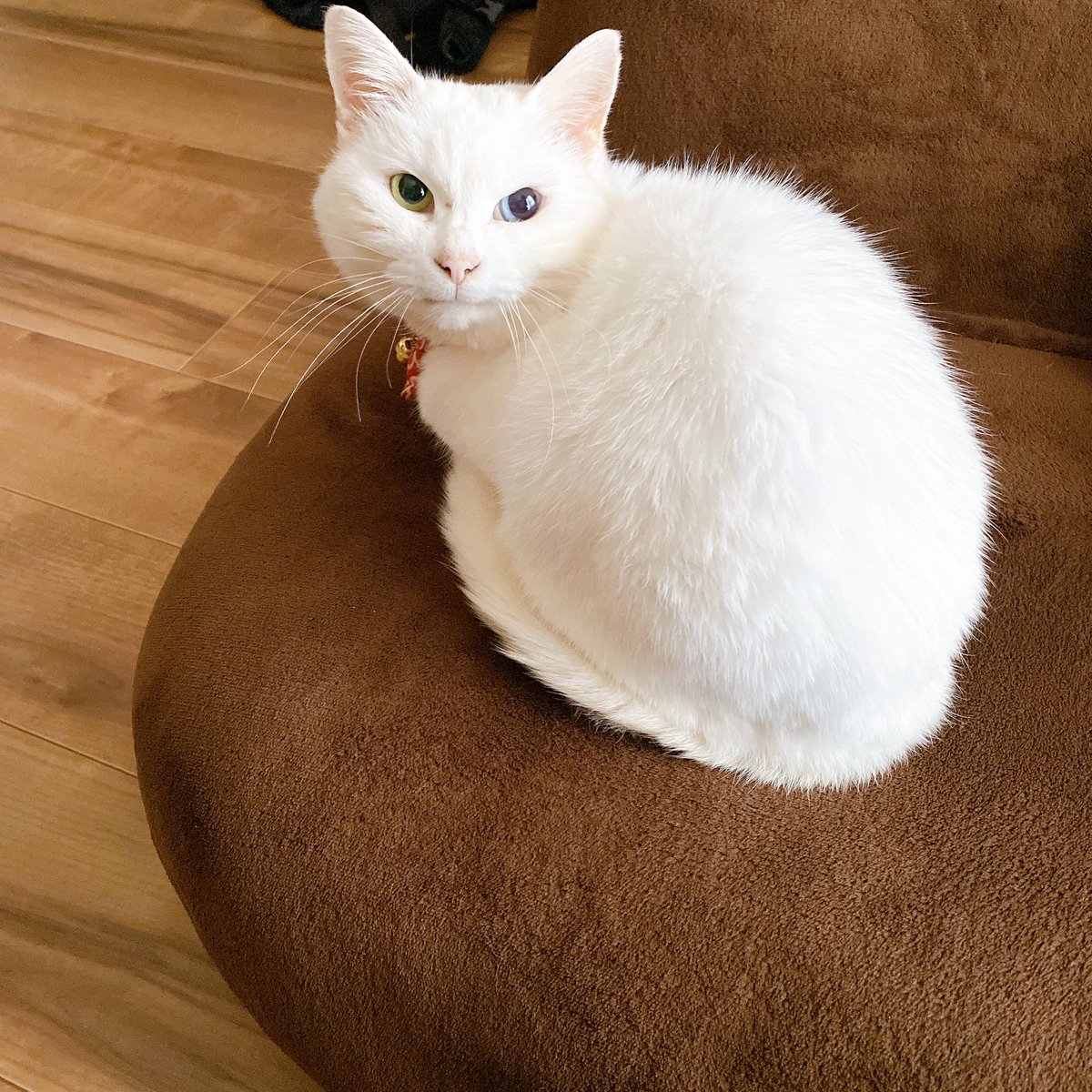 Cat And Study白猫とカズの挑戦日記 على تويتر おはよう猫ちゃん 今日も休日です 朝活やるぞ まずはプログラミング学習しよう 今日の積み上げ プログラミング 学習 ブログ 執筆 動画編集 筋トレ 読書 朝活 勉強垢 勉強 社会人の勉強垢 社会