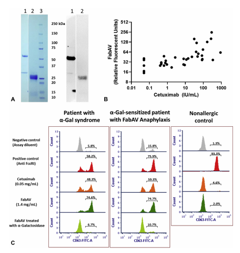 JACIInPractice's tweet photo. In Current Issue! #α- #Gal on #Crotalidae- #polyvalent #Fab #antivenom ( #CroFab): Investigating the relevance to immediate #hypersensitivity #reactions https://t.co/7rh3LFYK7K https://t.co/VqK7bskZs7