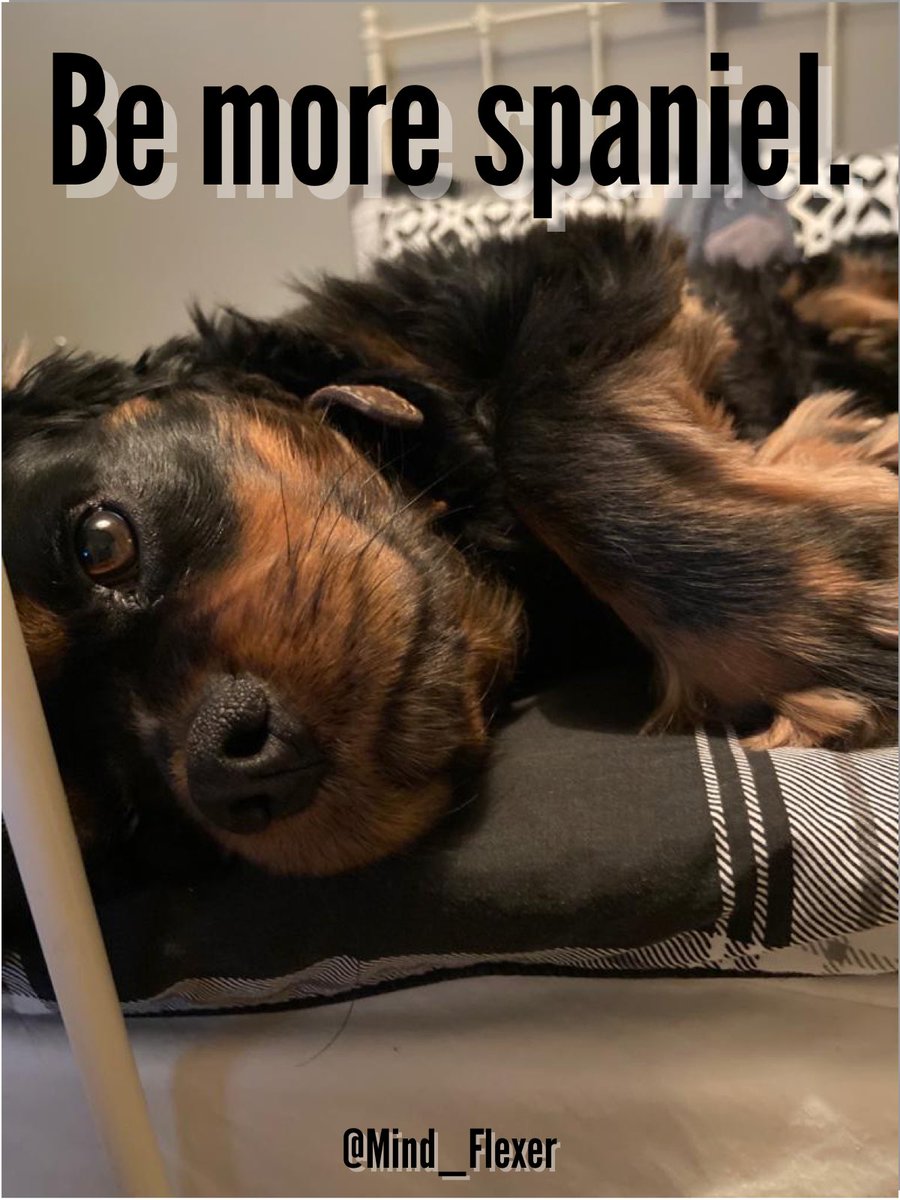 Mind_Flexer's tweet photo. Don’t underestimate what we can learn from how our pets live their lives. Bobby wishes everyone a happy weekend! #BePresent #BeMoreSpaniel #FlexibleMind @jonkay01 @TVNaga01 @BBCBreakfast https://t.co/UwZZuB9RCT