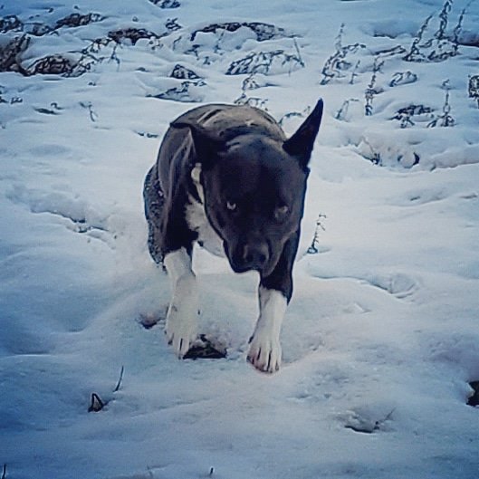 Gizmo and Bucky experienced snow for the first time. Snow rarely falls in our part of Texas. Rarer still, the snow actually accumulated

#dog #dogs #DogsOfTwitter #MongrelBrothers #mongrel #mongrels #mutt #mutts #furbaby #furchild #Texas #snow #arcticblast #winterstorm #freezing