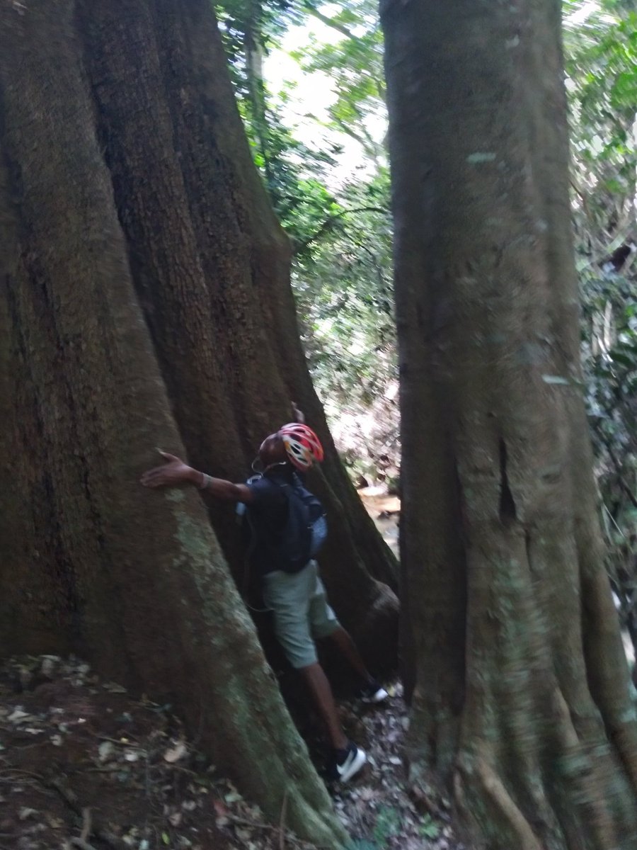 kiprono_tk's tweet photo. This so great, over 100years trees in karura forest.
Hug a tree @Bohten @mitialliance
💚#plantedbybohten
Am glad to join #VisionofChange https://t.co/88Eb3m5yNZ