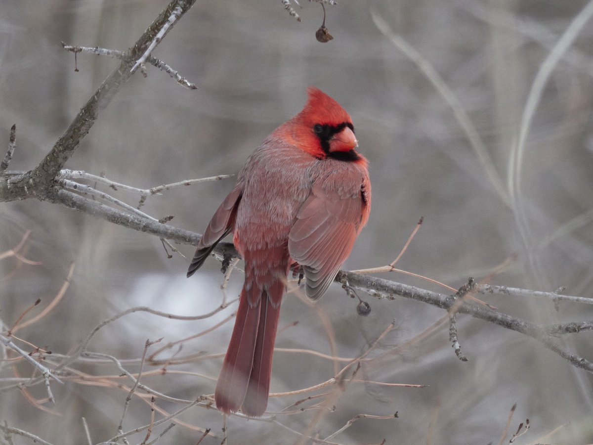 Ao2yoshi あ 何見てんだ バカヤロー と言ってる荒井注を思い出した 葉の落ちた林の中で良く目立つノーザンカーディナルのオス 和名はショウジョウコウカンチョウ どんな漢字 野鳥 ノーザンカーディナル Northerncardinal Olympus Omd