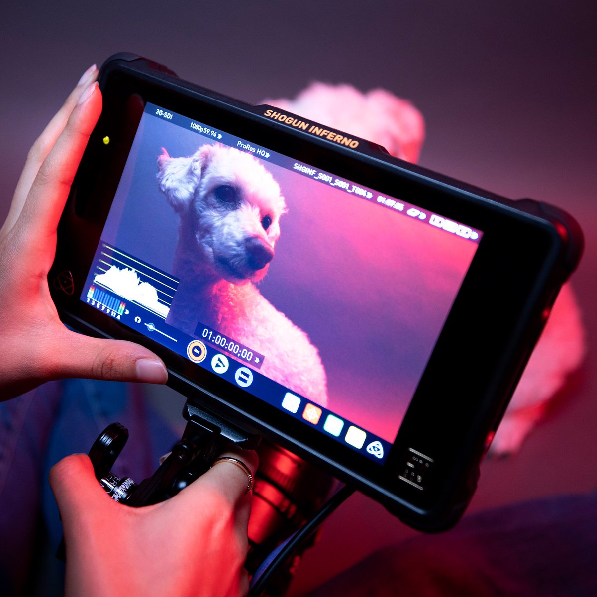 vandtfilms's tweet photo. We love our Atomos Shogun. It’s nice big screen helps us see things clearly and accurately. @AtomosGlobal
#cinematography #atomos #atomosshogun #shogun #camerasetup #cameras #filmmaking https://t.co/hBY58O0czn