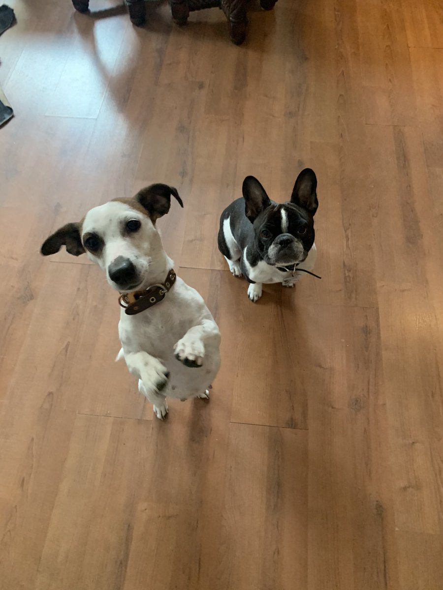 RepublicanChick's tweet photo. TFW Oreo and Nikki Sixx interrupt your call about small businesses with @PatHedger18 from @Protectaxpayers #TeleworkingStories #ItsACircus https://t.co/9Jez08PQnv