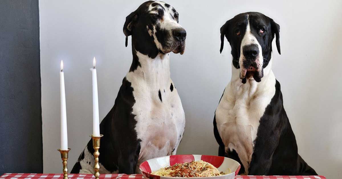 flossypebbles's tweet photo. Anyone else have #datenight plans tonight? 😂😍
Photo credit: Alison Conklin via https://t.co/fpDmxvVdiT

#fridayvibes #greatdane #greatdanelife #greatdanelover #greatdanelovers #greatdanelove #greatdanesofinstagram https://t.co/tyFywgkIQP