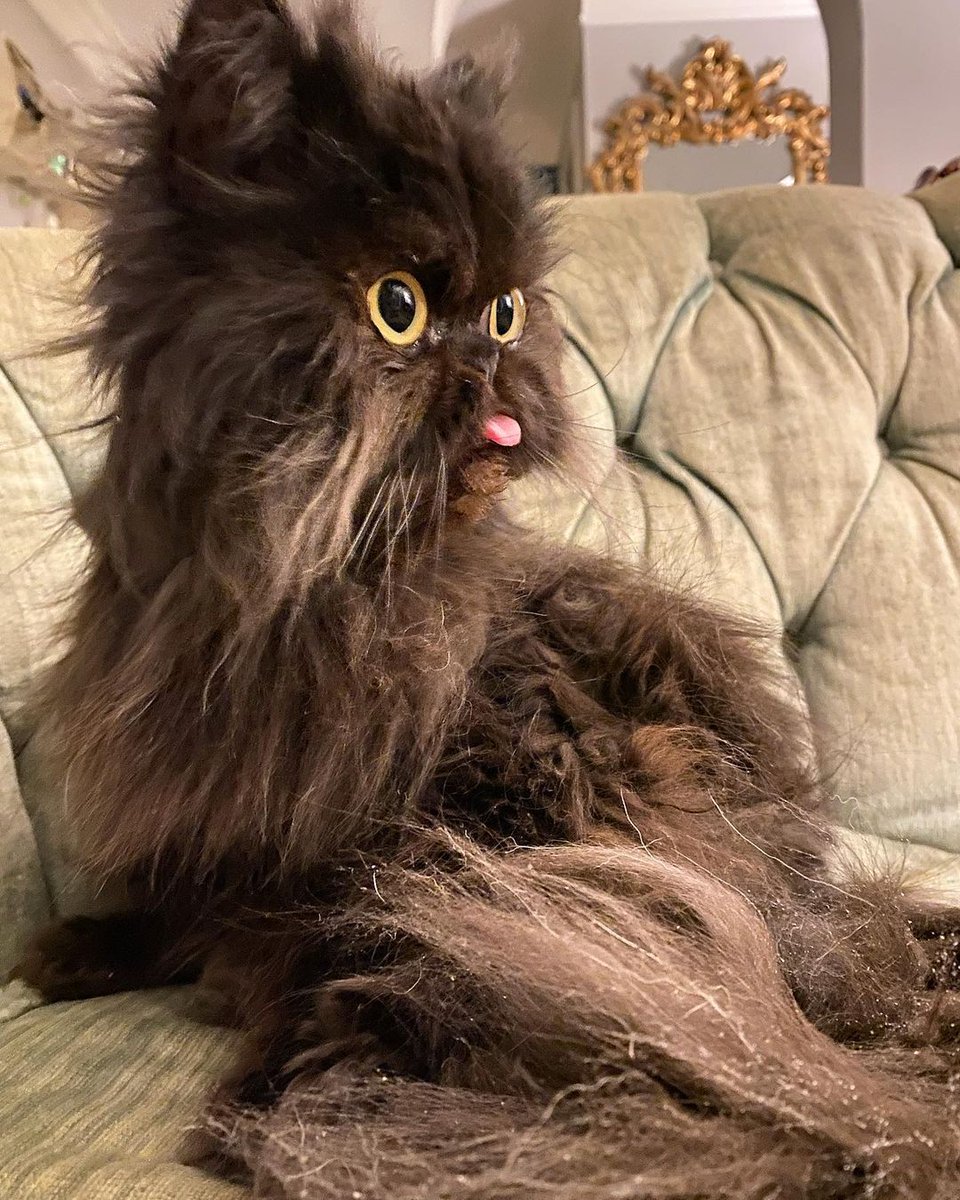 Meowed's tweet image. From @littleoctober13 

Current mood

#meowed #meowedofficial #TheMeowedClub