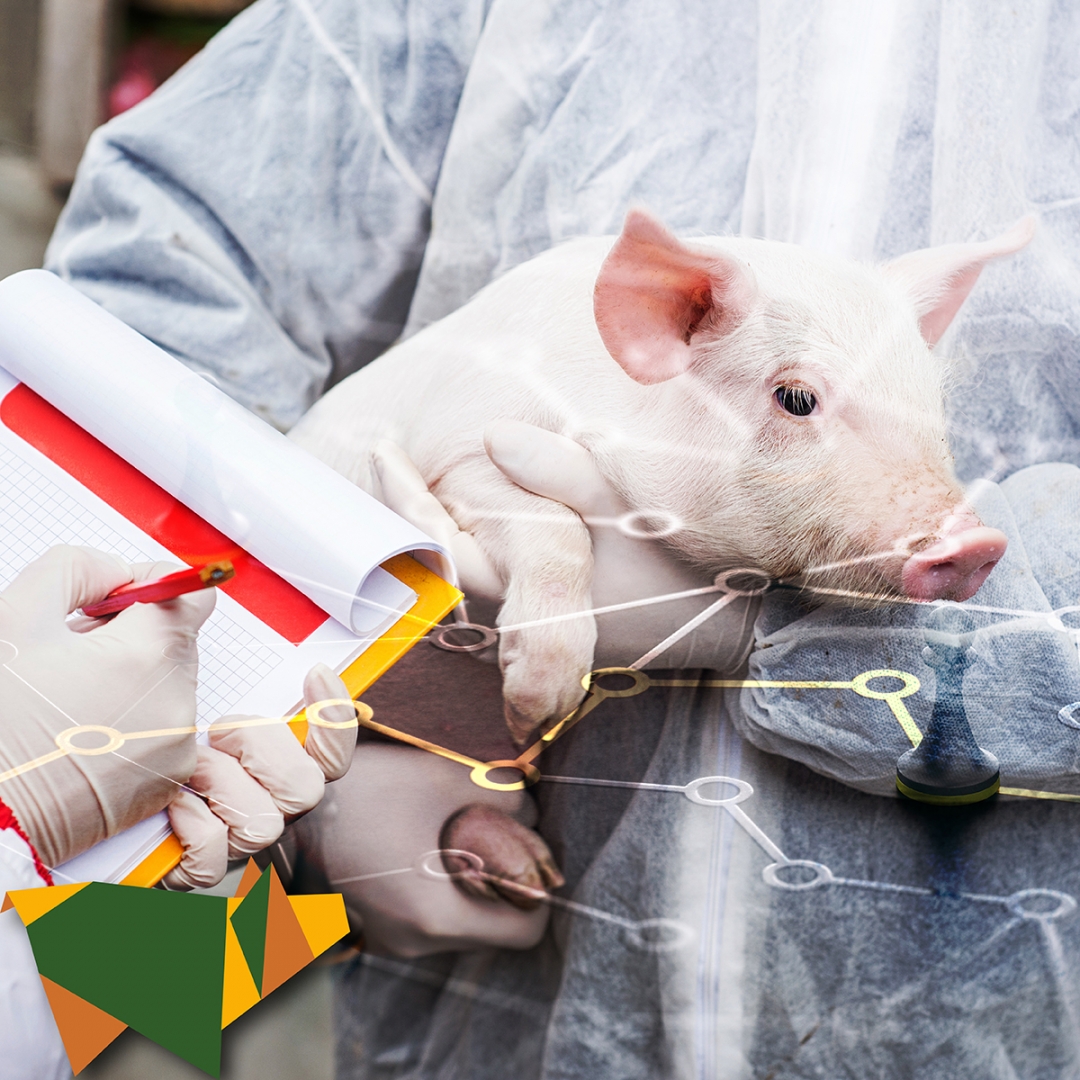 ipvs2022's tweet image. In the coming decades, the global pig industry will face several challenges, in particular emerging and re-emerging diseases. Such issues will be discussed during IPVS2022 Rio de Janeiro. Access the link ipvs2022.com, and follow our social networks.
