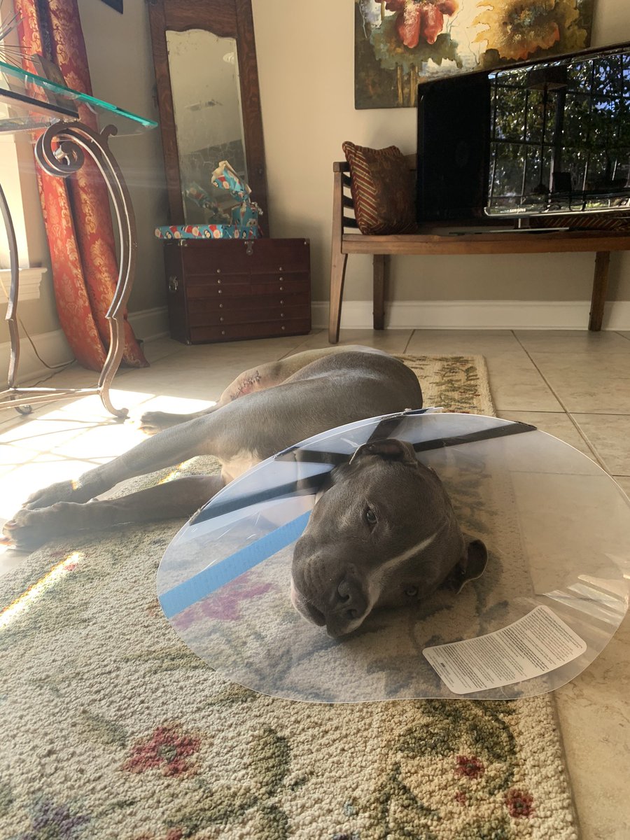 MaxwuII's tweet image. Thank you so much to everyone that helped Mowgli get his surgery❤️ just got back this morning, and we are looking super tired😂 8 week rehab starts today