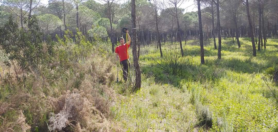 Fuego_lab's tweet photo. Los compañeros han estado esta semana evaluando una parcela #Rxfire en masa de Pinus pinea con @Plan_INFOCA @Wirwo usando la patente @INIA_es #FORESTEREO montada con cámaras IR. La regeneración de herbáceas ha sido espectacular https://t.co/YsX1P4ngOO