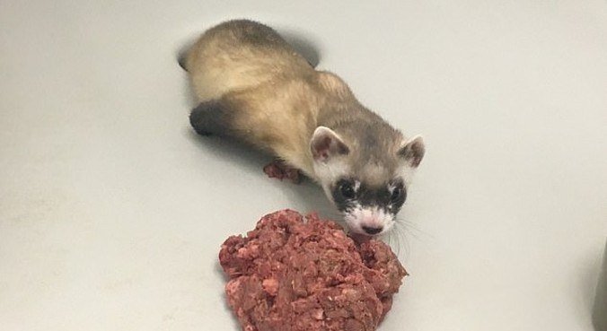 portalR7's tweet photo. Nasce primeiro clone de uma espécie em extinção nos EUA  https://t.co/tkQdvtN6g0 https://t.co/7Okj1tRxQN