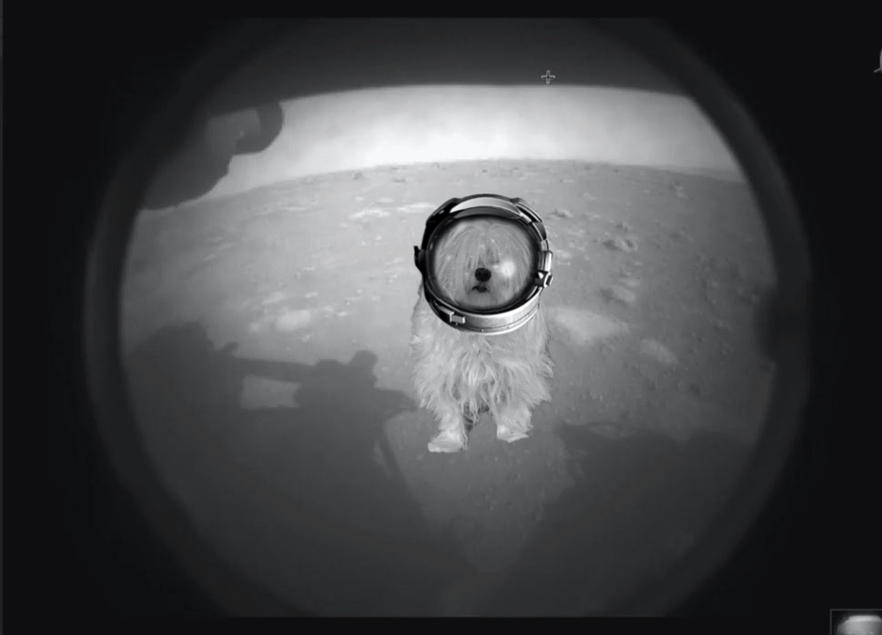 Petco's tweet photo. Ground control? This is major dog. Confirming there have been no tennis ball sightings as of yet. #mars2021 #PerseveranceRover https://t.co/2SU2SjpKga