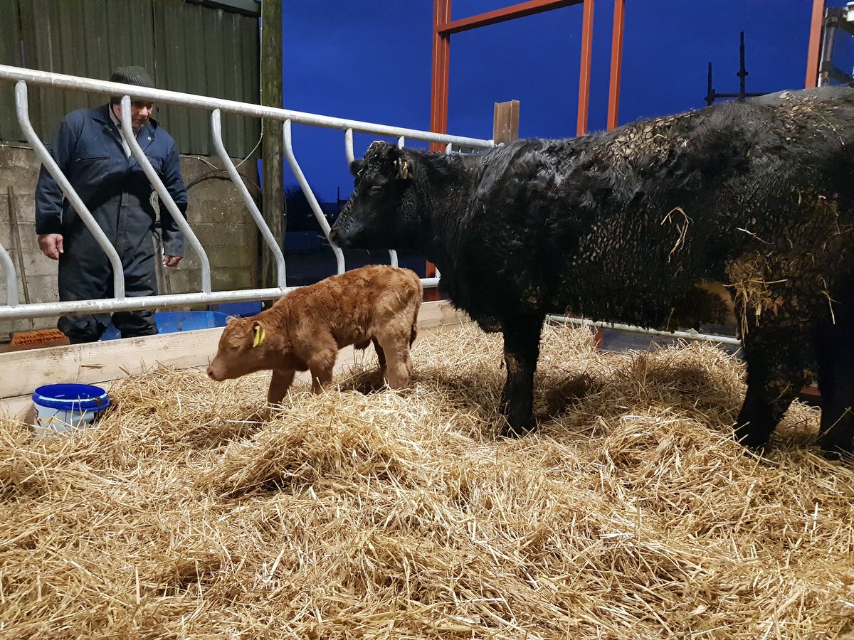 All in to check the new calves 🦚🐂 #calving2021