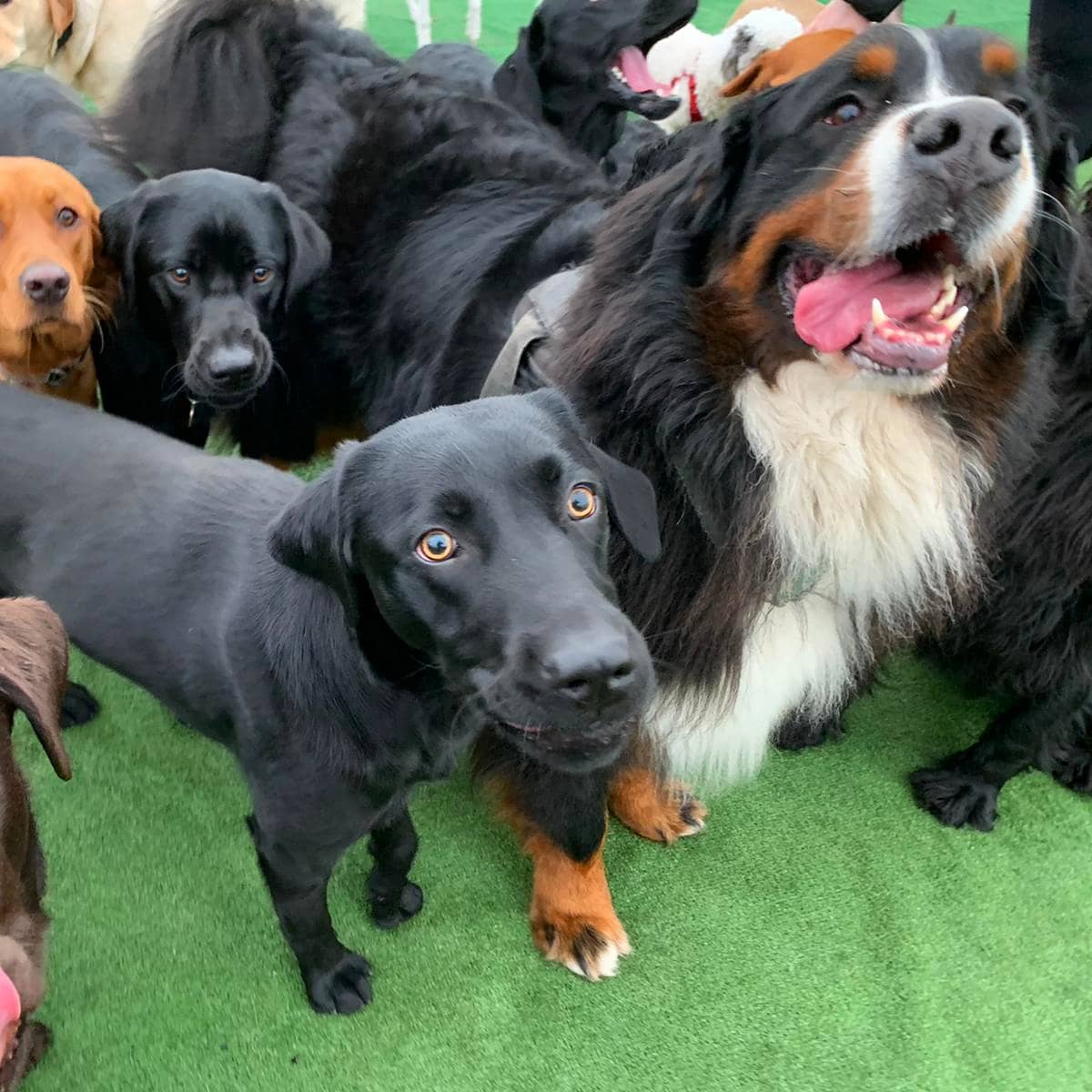 RosieDogDaycare's tweet photo. 🐶 Yappy Friday 🐶
.
.
.
#rosiesplace #dogdaycare #dogwalking #petservices #gosforth #newcastle #dogs #pups #puppyclub #doggyfriends #socialisation #playtime #fridaydogs #happyfriyay #fridayfeeling #happydogs #itsadogslife #allyouneedisloveandadog https://t.co/qkfWmJy9fq
