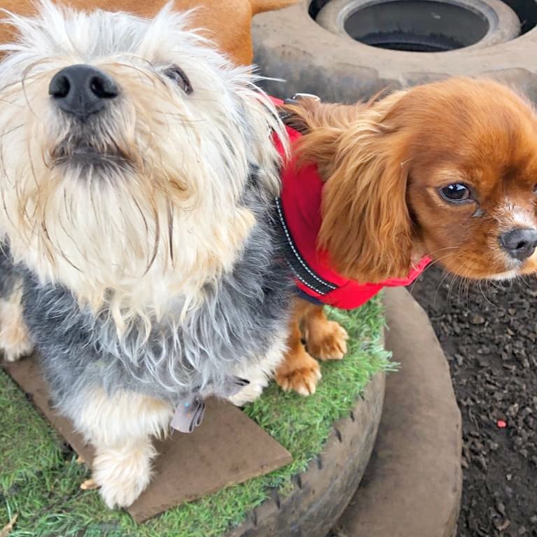 RosieDogDaycare's tweet photo. 🐶 Yappy Friday 🐶
.
.
.
#rosiesplace #dogdaycare #dogwalking #petservices #gosforth #newcastle #dogs #pups #puppyclub #doggyfriends #socialisation #playtime #fridaydogs #happyfriyay #fridayfeeling #happydogs #itsadogslife #allyouneedisloveandadog https://t.co/qkfWmJy9fq