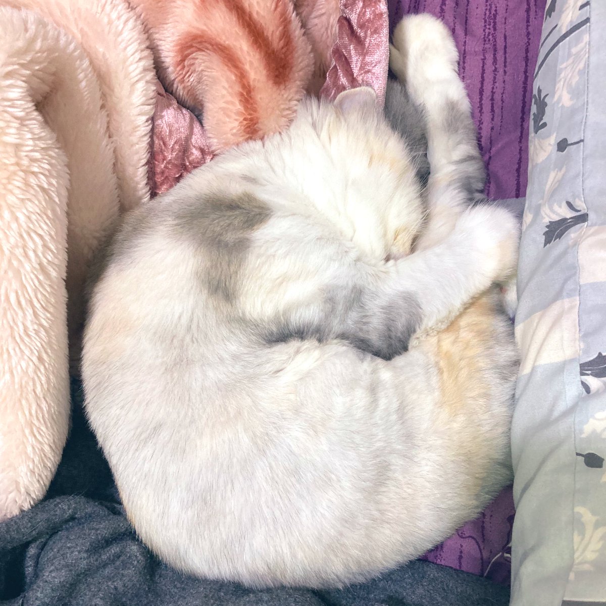 かっぱ セイコとカイカイ V Twitter 日本にいた頃 中国 人の友達が猫の鳴き声がすごく上手ですごいなと感心していたのですが 台湾に来てから 彼女はただ中国 語で 喵 ㄇㄧㄠ Miao と言っていただけだった という衝撃の事実を知りました かっぱ セイコとカイカイ V Twitter 日本にいた頃 中国 人の友達が猫の鳴き声がすごく上手ですごいなと感心していたのですが 台湾に来てから 彼女はただ中国 語で 喵 ㄇㄧㄠ Miao と言っていただけだった という衝撃の事実を知りました