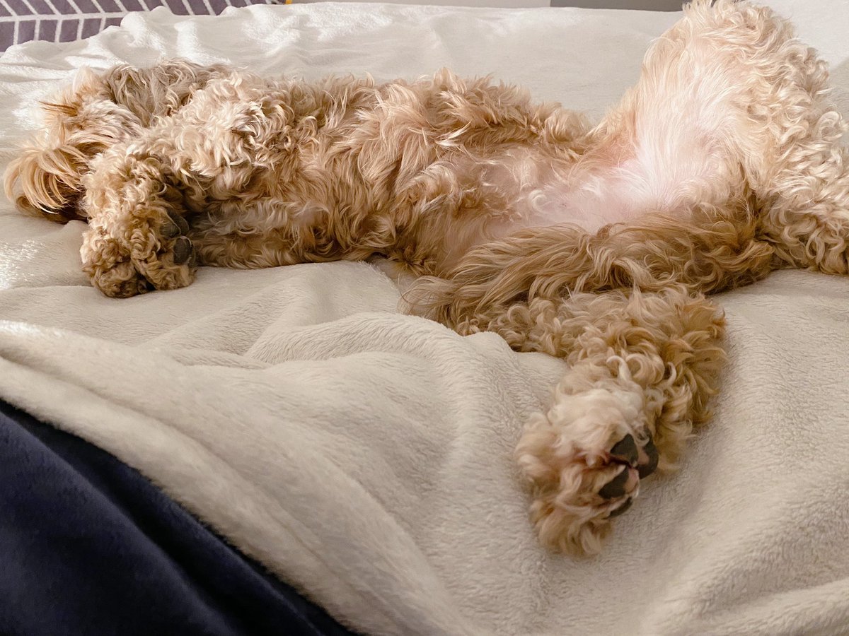 lilymoocockapoo's tweet image. Hi pals👋 How are we all doing? The Assistant had her first vaccine last night and she’s been suffering terrible side effects so I’ve been mainly keeping her company😴