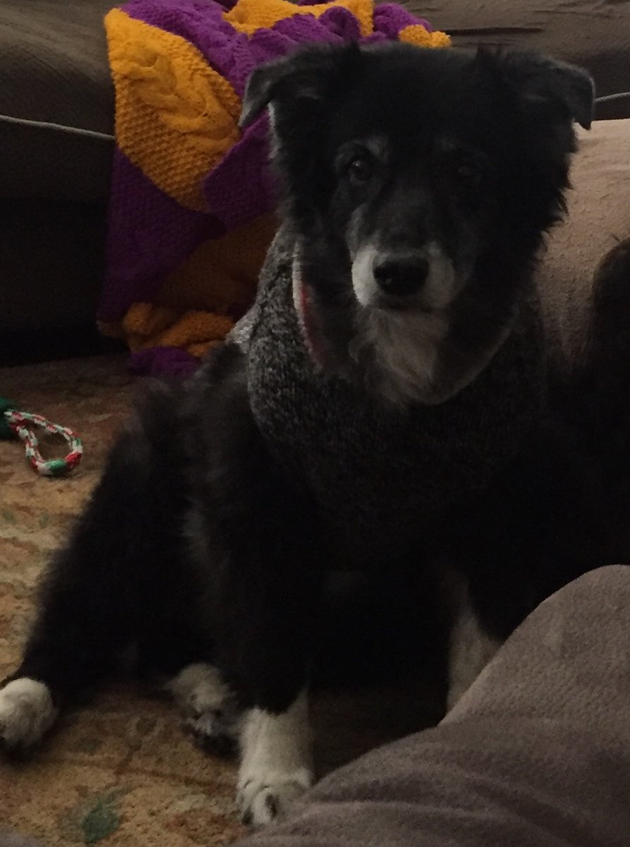 mocheekymonkey's tweet photo. Hey @tedcruz You heartless POS. My dog is totally judging you.
#standwithsnowflake https://t.co/PA6g6qwlC0