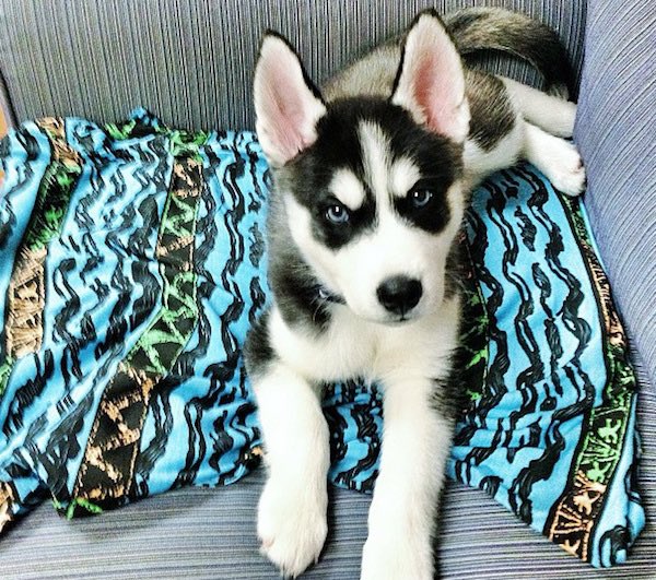 JODYHiGHROLLER's tweet photo. If u love someone get their Entire Body ex-Rayed for any type of cancerous tumors or mass or anything irregular because if I had someone TELL ME THIS INFORMATION I WOULD have immediately taken my Jody Husky to get a full body Ex-Ray 2 times a year... i would have saved his life https://t.co/2YRHhOVg4L