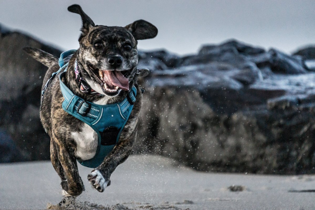 FocusSUPHawaii's tweet photo. It's FRIDAY!!!
And the weather is AWESOME!!!

#beachdog #fridaymotivation #beachweekend  #standuppaddleboard #surfsup #surfpup  #supsurfer #focussuphawaii #focussupisrael #focussuprussia https://t.co/atDelS1ey3