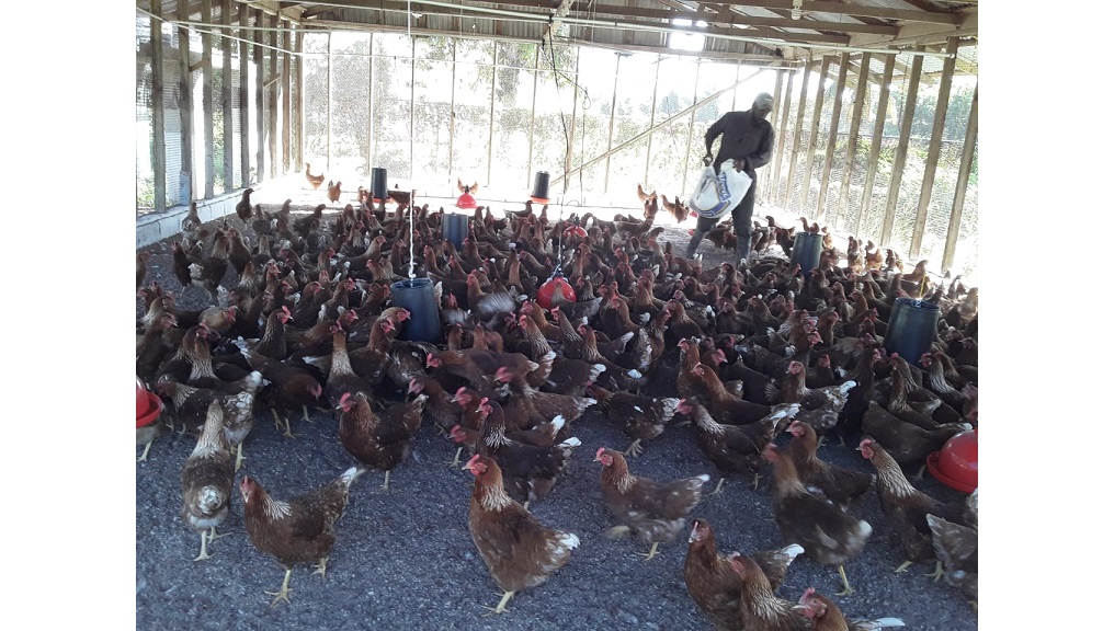 VIDEO Children's home launches poultry egg business gifted by Buju Banton