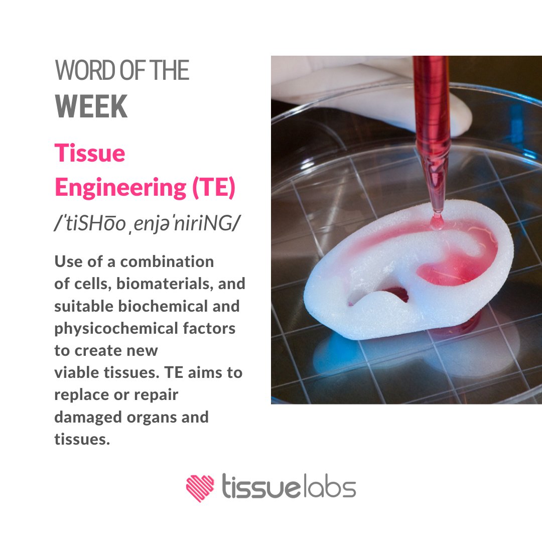 WORD OF THE WEEK: 
Tissue Engineering (TE) /ˈtiSHo͞o ˌenjəˈniriNG/ 
Use of a combination of cells, biomaterials, and suitable biochemical and physicochemical factors to create new viable tissues. TE aims to replace or repair damaged organs and tissues. 
 
#tissueengineerinig