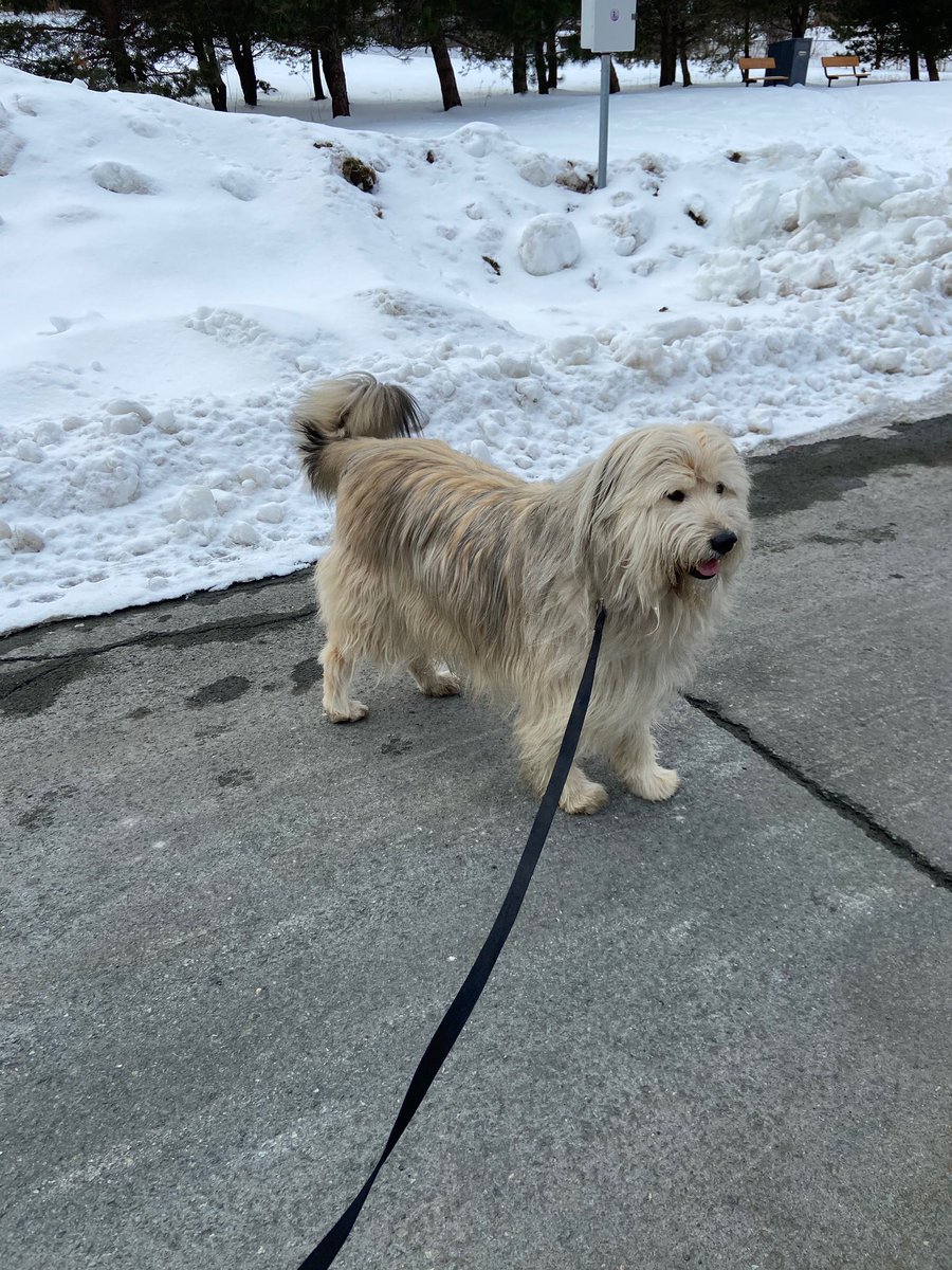 Buddy put for a walk. He is slowly but surely recovering.