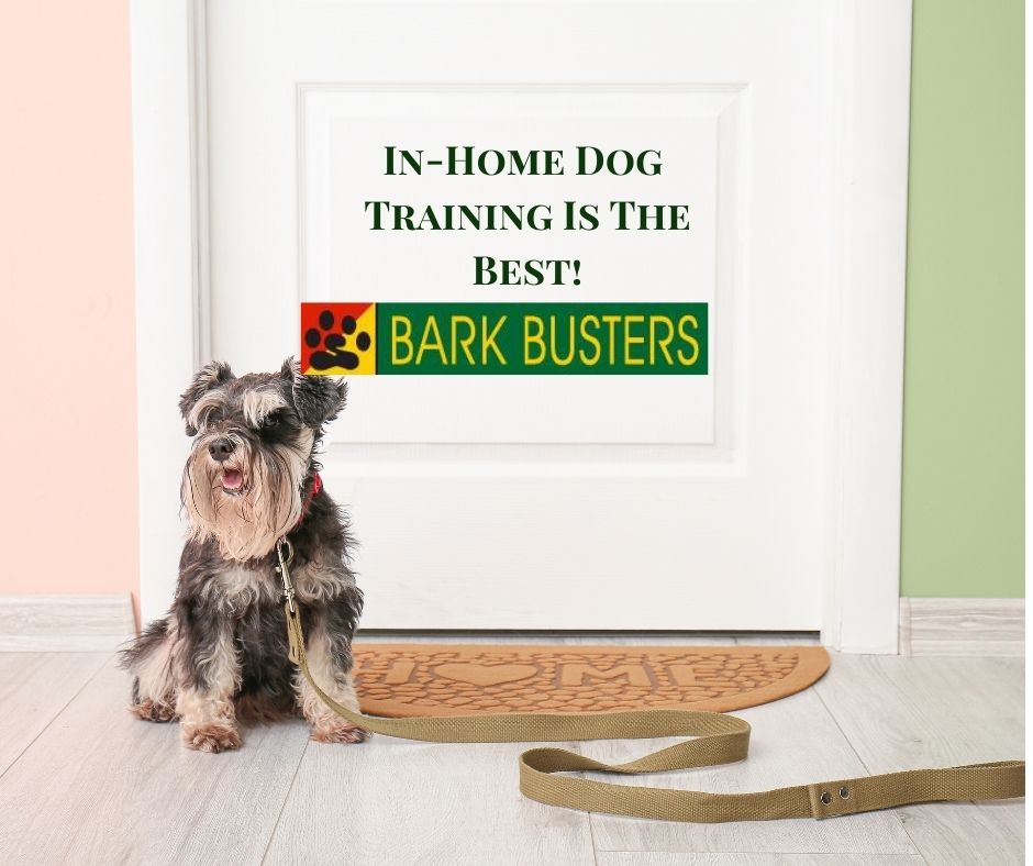 BarkBustersNJ's tweet photo. Why do we provide home dog training? In your home, your dog can focus and we can re-create the problems that are occurring. Plus, your dog gets one-on-one attention! Call today! https://t.co/JURzoqXphD