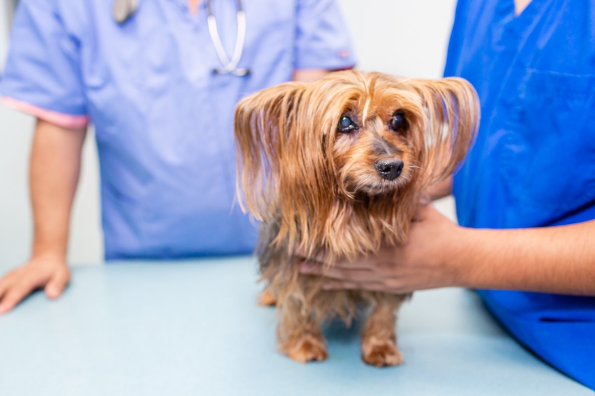 DCFido's tweet image. Running your dog's errands and yours on your day off can be overwhelming! Instead of towing them around with you, we'll make sure they get to all their appointments on time.