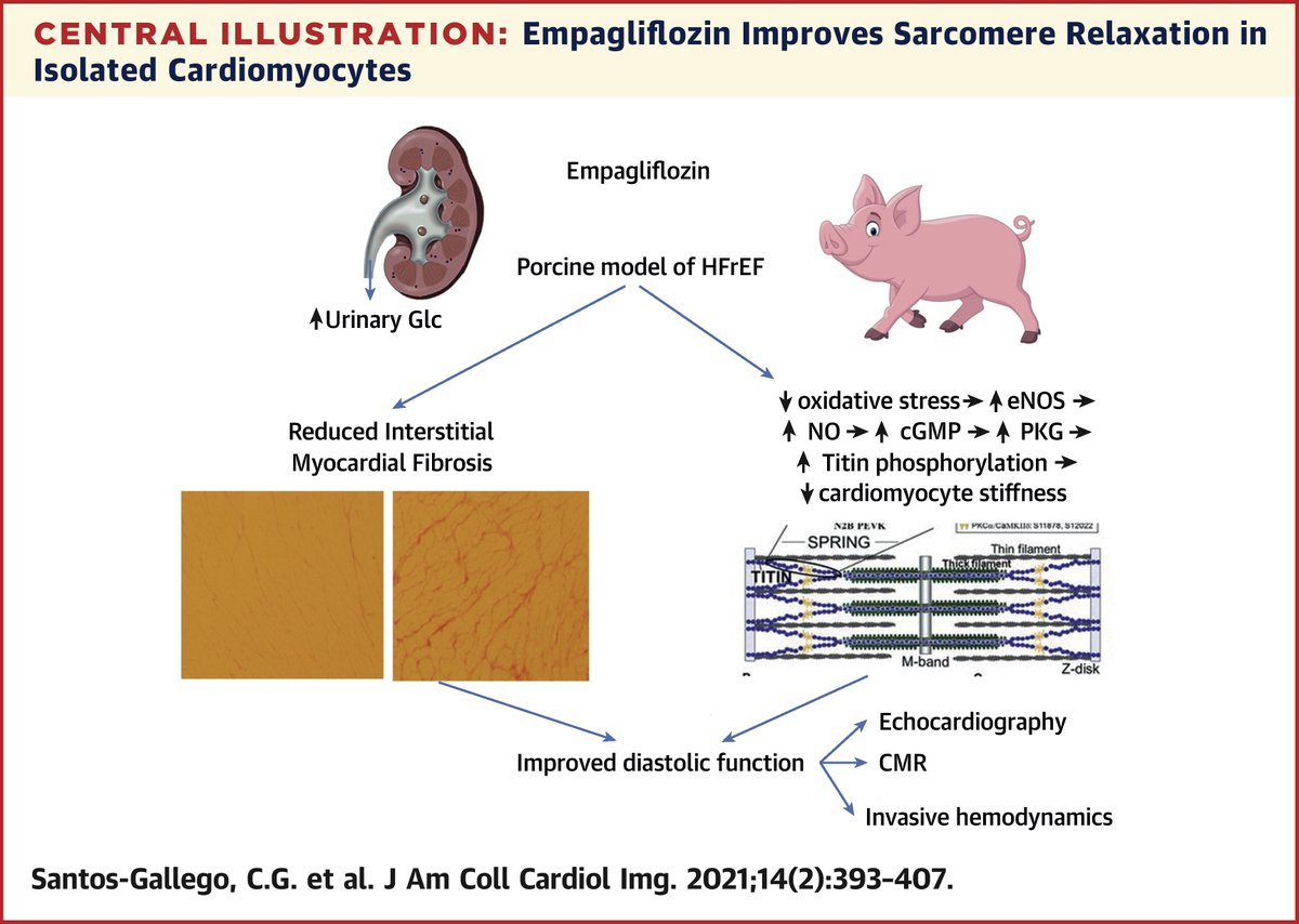 JACC Journals (@jaccjournals) on Twitter photo #SGLT2i empagliflozin improves diastolic function in nondiabetic #HFrEF by #echofirst, #whyCMR & #hemodynamics. ⬇️ interstitial myocardial fibrosis & ⬆️ eNOS/sGC/cGMP/titin phosphorylation➡️ ⬇️ cardiomyocyte stiffness. bit.ly/3s7AnyK <a href="/SantosGallegoMD/">Carlos G Santos-Gallego, MD</a> #JACCIMG #HFWeek2021 #SGLT2i empagliflozin improves diastolic function in nondiabetic #HFrEF by #echofirst, #whyCMR & #hemodynamics. ⬇️ interstitial myocardial fibrosis & ⬆️ eNOS/sGC/cGMP/titin phosphorylation➡️ ⬇️ cardiomyocyte stiffness. bit.ly/3s7AnyK <a href="/SantosGallegoMD/">Carlos G Santos-Gallego, MD</a> #JACCIMG #HFWeek2021