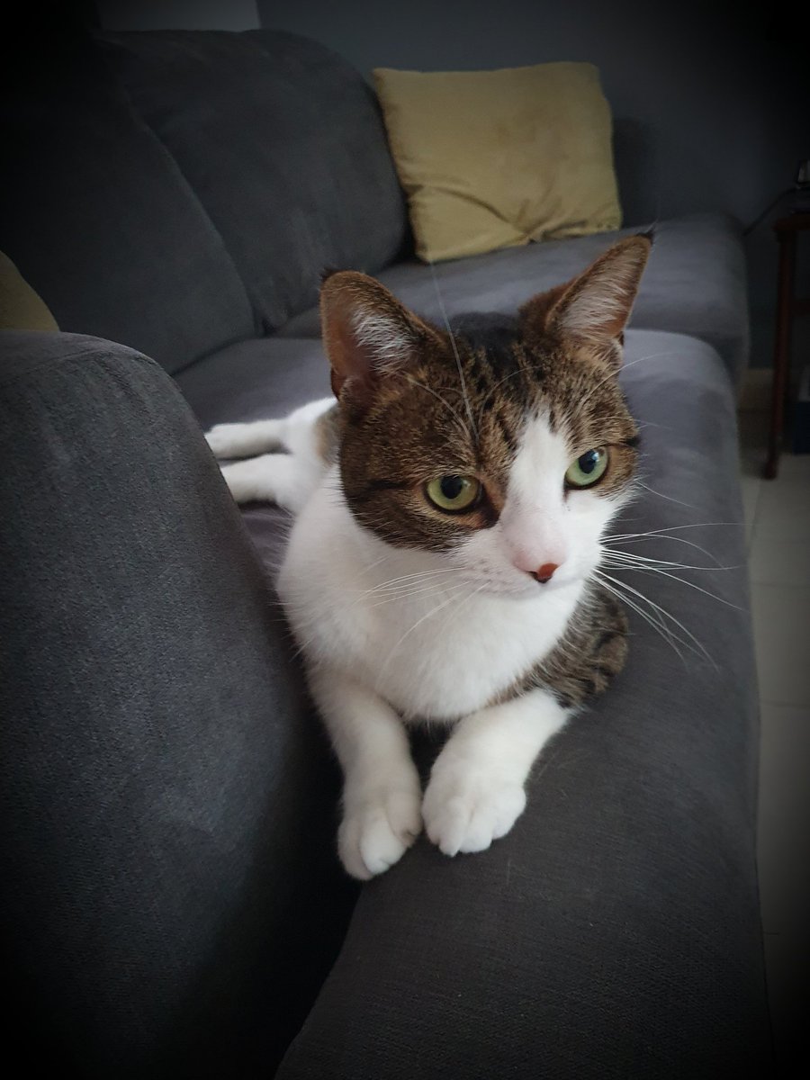 KingLouisSunCat's tweet photo. The face when your human brother, who has just been fussing you, leaves the room 😿 #CatsOfTwitter #FridayFeeling #SadCatsOfTwitter https://t.co/UTUWWKRXRt