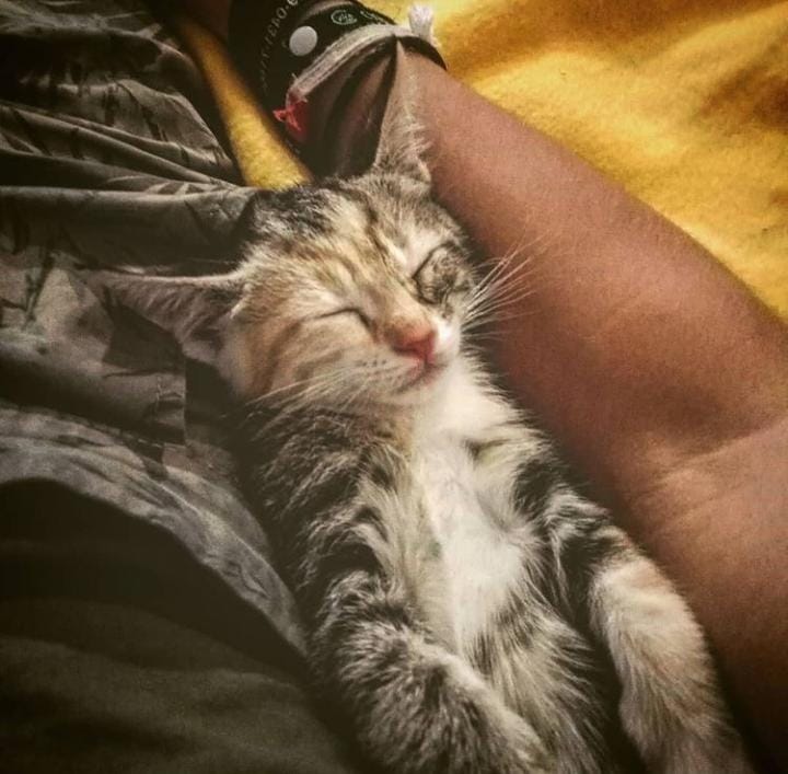 FireAntsStudios's tweet photo. cat month?🐱🐱
here are some absolute chads that you should definitely check out!!
@RyanAndBreezy 
@Stepf0rd 
@timbiworld
@cowardyne
@ArcboundGames 
@Mugsnshouts
@ZdenekDolezal
@P1asmaDev 
@BrambleGate
@Tenchy88
@HappyHorde
@NeonBedlam
@Duckocide
@WolfGamesITA https://t.co/Omf0WZQeK5